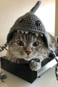 Meet-Nala-Cat-The-Instagram-Star-with-a-Ton-of-Fo